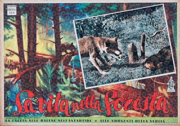 La vita nella foresta